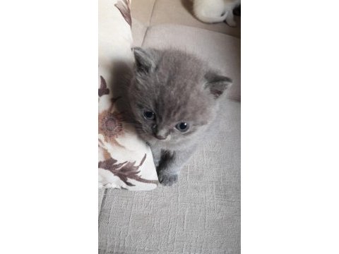 Yavru british longhair kedimiz