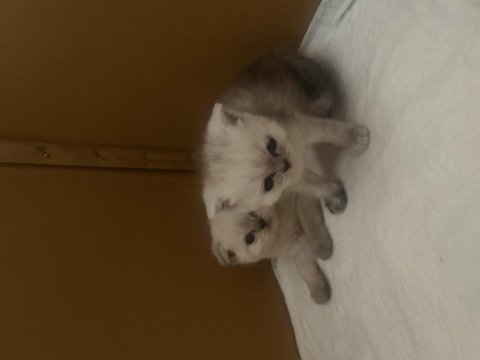 Yavru scottish fold