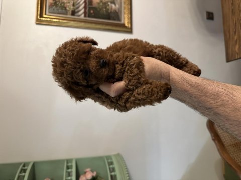 Muhteşem toy poodle