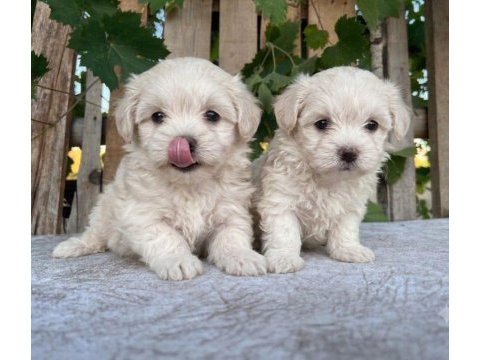 Küçük boy 3 kg sınırlı malteseler erkek ve dişi