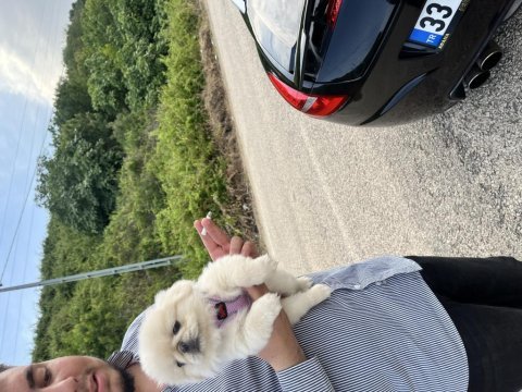 2 aylık pekinez yavrumuz sahiplenmeye hazır