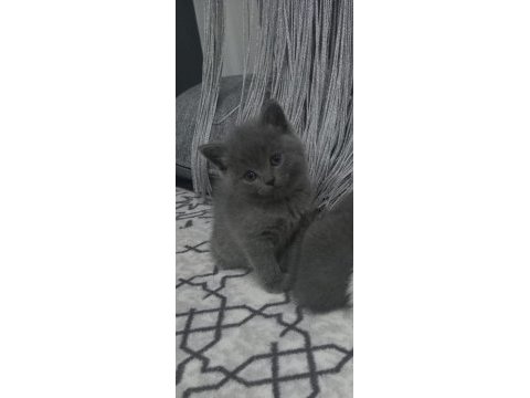 Denizli british shorthair dişi