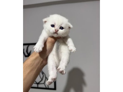 Sıfır kulak üst sınıf scottish fold bebekler