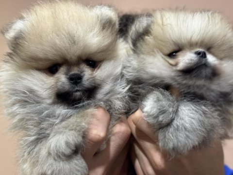 Petmode köpek çiftliğinden teddy pomeranin boo