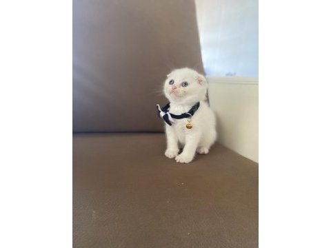 Scottish fold 65 günlük herşeyi tam