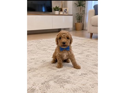 Sevımlı poodle mınıkler