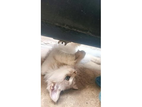 Sakin ev kedisi tasmalı bir şekilde buldum kendisini