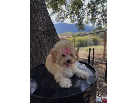 Safkan maltipoo