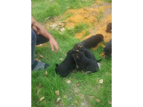 Safkan alman kurdu yavruları