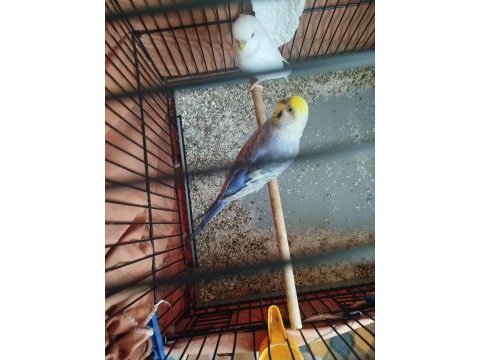 Güzel muhabbet kuşlar