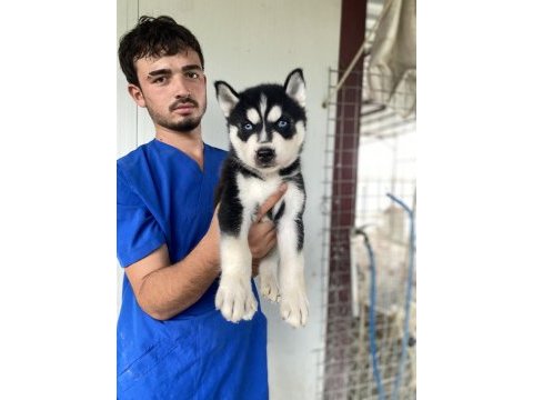 Üst kalite husky yavrular