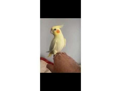 Sevimli lutino sultan papağanı