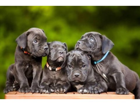 Profesyonel üretim çifliğinden cane corso kapıda ödeme