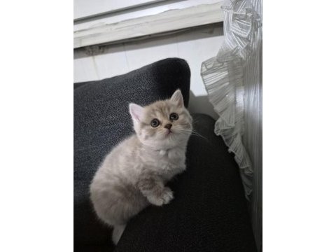 Dişi erkek minnoş kediler kum eğitimli