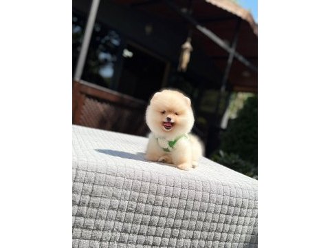 Süper kalite pomeranian boo