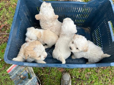 Aşılı garantili terrier bebekler uygun