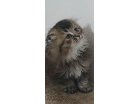 British longhair golden