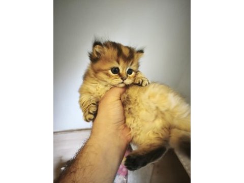 Mamaya düştüler safkan scottish fold yavrular