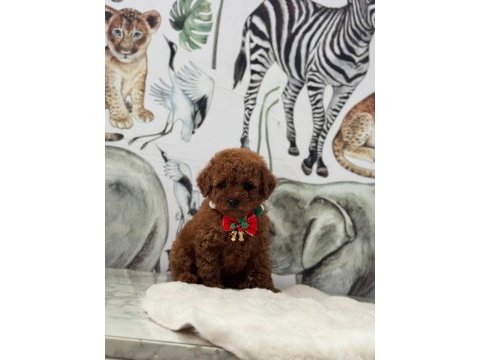 Kore kan poodle bebekler