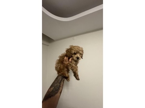 2.5 aylık maltipoo teacup