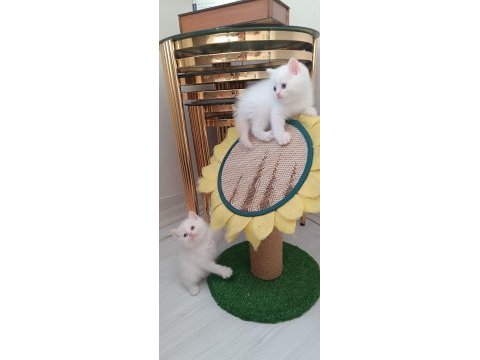 Sadece aileye british shorthair