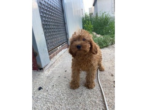2 aylık poodle ayarında cockapoo