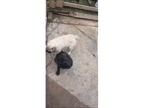 Orjinal sıfır burun ve kuyruk dişi ve erkek pug