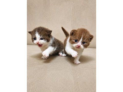 British shorthair yavrular 20 günlük