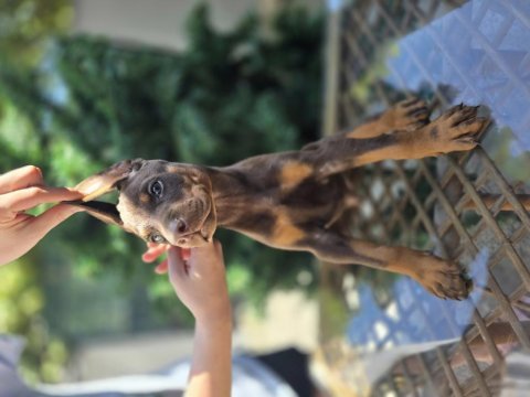 Üst kalite kızıl doberman yavrular