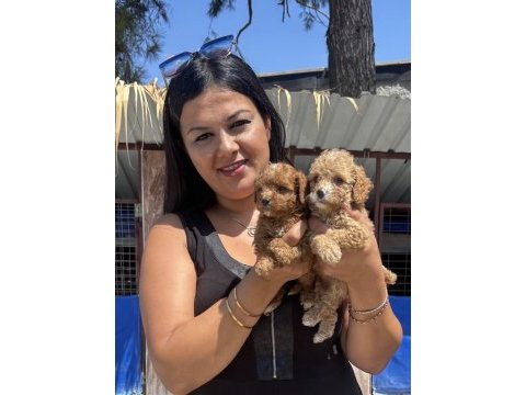 Sağlık ve ırk garantili maltipoo yavrularım