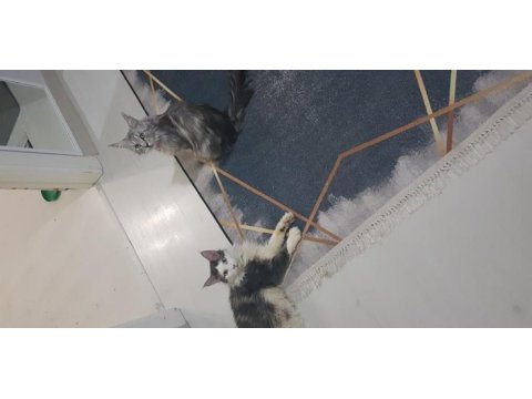 Şecereli main coon çifti