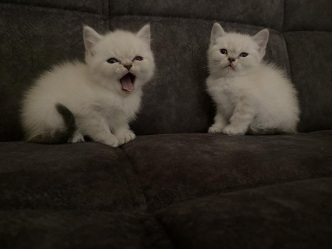 British blue point ( 2 ay )