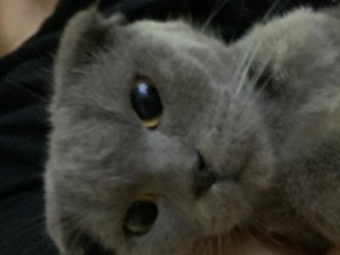 1.5 yaşında safkan dişi scottish fold