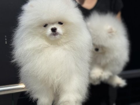 Fcı export sçr li pomeranian lar ziyarete açık