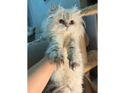 Blh ny2533 dişi 4 aylık british longhair