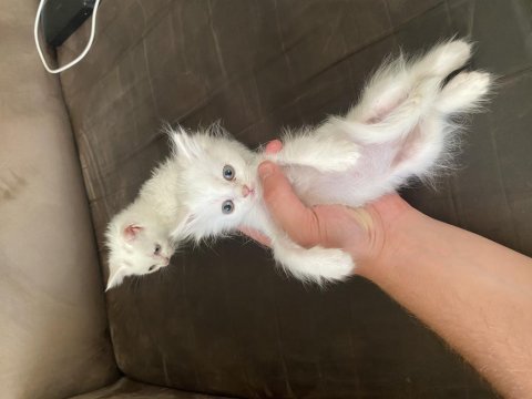 Beyaz renkli gözlü shorthair ve longhair olarak vardır