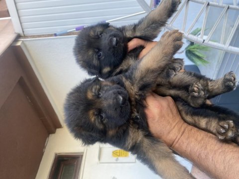 A kalite k9 alman kurdu yavruları