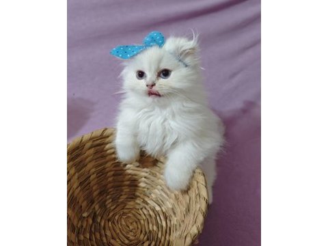 British longhair beyaz 2 aylık