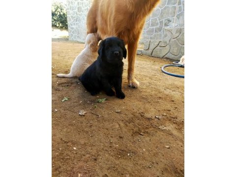 Safkan siyah golden retriever yavrular