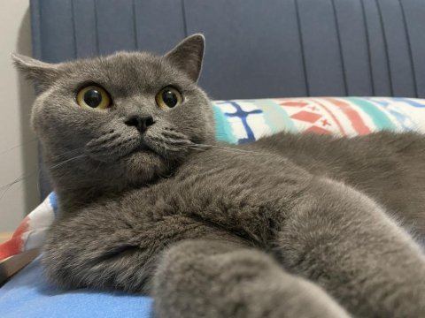 Dişi yetişkin british shorthair