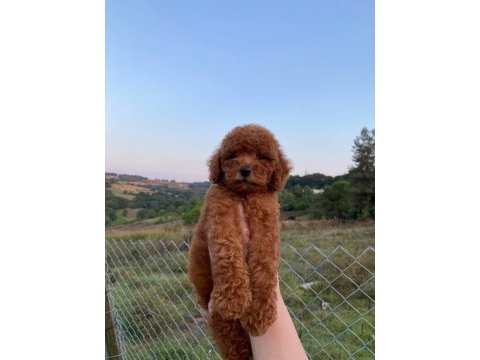 Red brown kore poodle