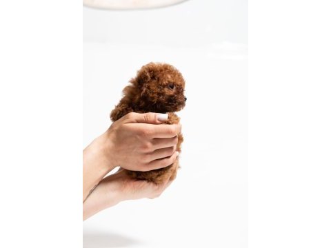 A kalite toy poodle yavrularımız