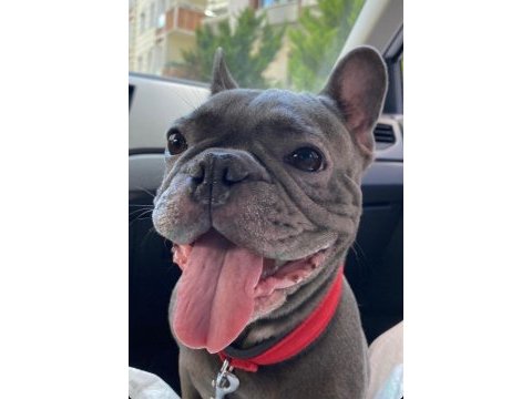Berlın / french bulldog