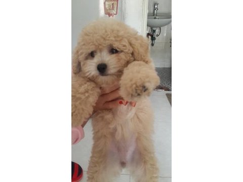 Dünya tatlısı maltipoo yavruları