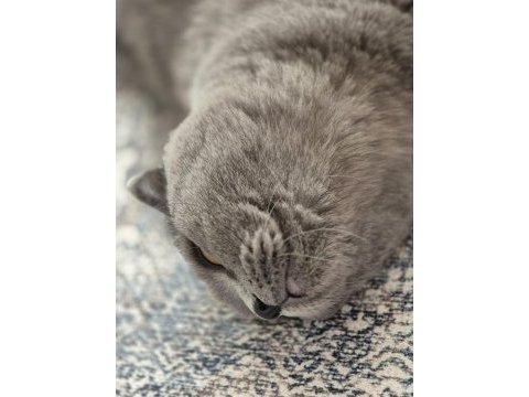 Scottish fold 2 yaşında ücretsiz sahiplendirilecektir