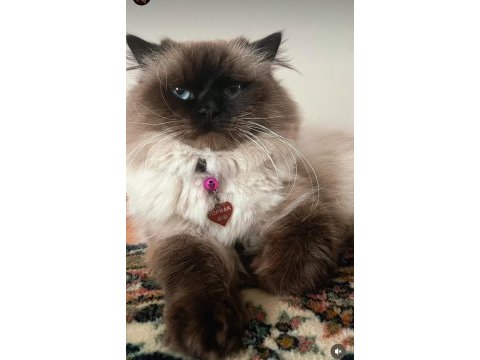 Ragdoll erkek kedimize eş arıyoruz