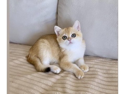Safkan british shorthair golden dişi yavru