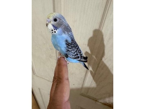 Son bir haftada yeme düşen çekoslovak bebek kuşlar