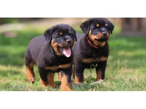 A++ kalite anne baba şecereli rottweiler yavrular