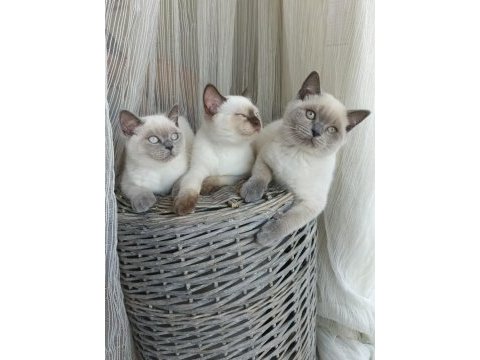Sakin ve uysal british shorthair yavrular